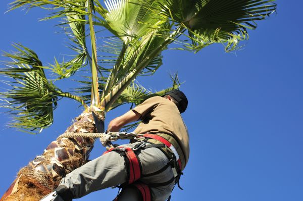 Palm Tree Trimming in Smyrna
