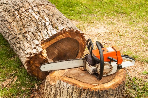 Tree Cutting Service in Smyrna