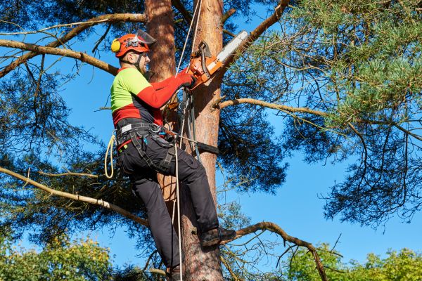Tree Service in Smyrna