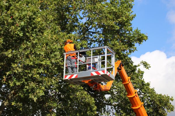 Commercial Tree Service in Smyrna