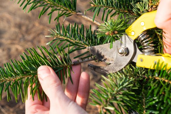 Pine Tree Pruning in Smyrna