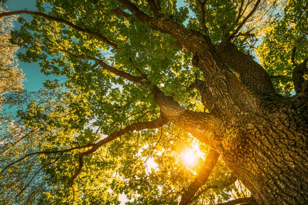 Oak Tree Pruning in Smyrna