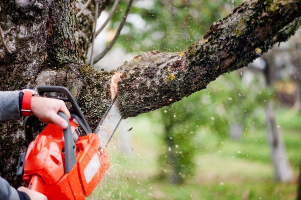 Tree Limbs Removal in Smyrna
