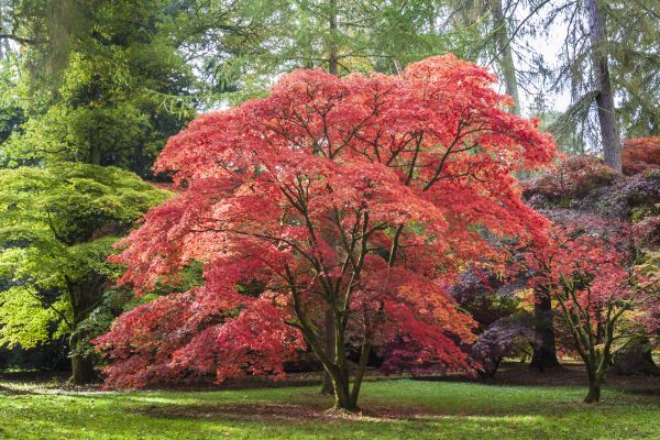 Japanese Maple Pruning in Smyrna