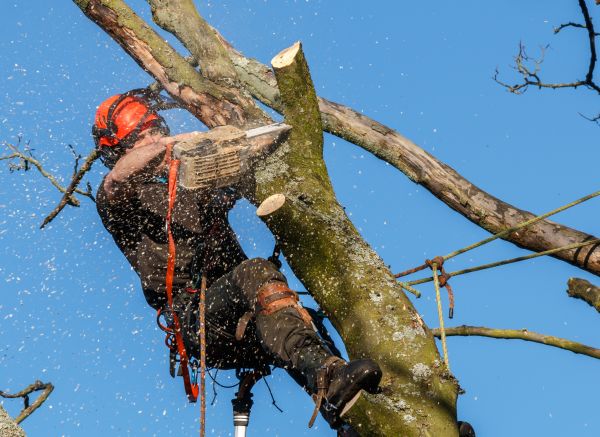 Tree Trimming Service in Smyrna