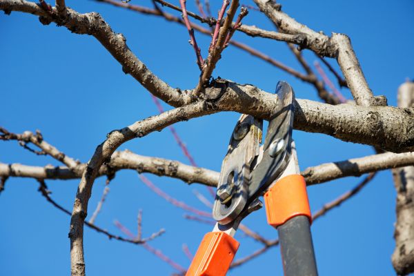 Tree Pruning in Smyrna