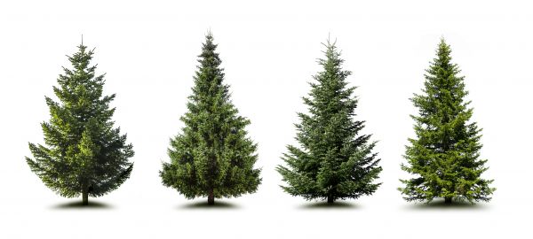 Cost of Pine Tree Trimming in Smyrna