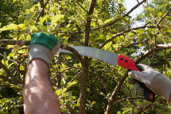 Apple Tree Trimming in Smyrna