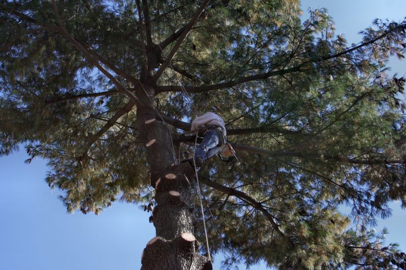 Professional Tree Care